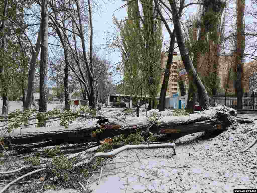 Огромный тополь рухнул у Троллейбусного парка, повредив линию электропередач, из-за чего троллейбусы долго не могли заехать в парк, образовав длинный затор на улице Киевской