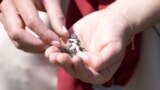 Climate change threatens Albania's butterfly species,