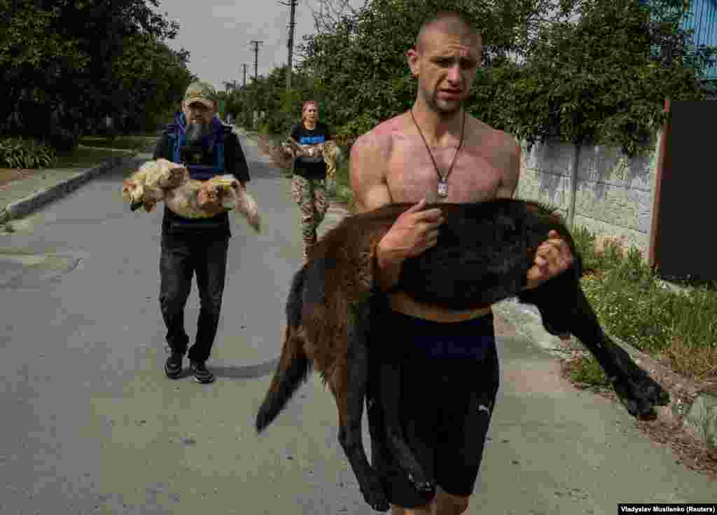 Валянтэры нясуць выратаваных сабак. Жывёлам далі заспакаяльныя лекі, каб іх было лягчэй пераправіць. Херсон, 7 чэрвеня 2023. 