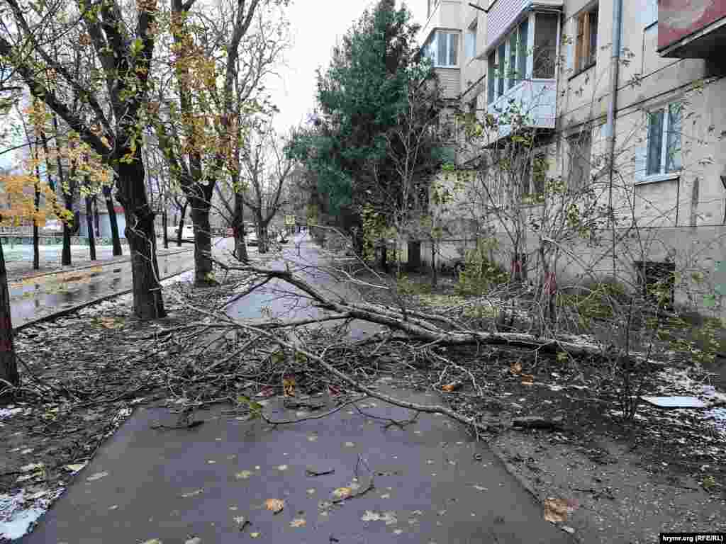 Упавшее на тротуар дерево по улице Киевской