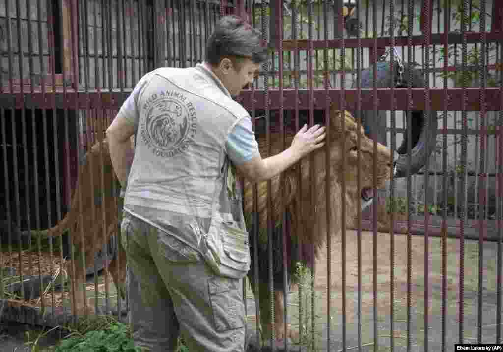 Наталя отримує гроші від UA Animals і від пожертвувань, але через хвилювання про те, як з усім впоратися, не могла спати ночами. «Я все одно буду позичати гроші, їздити в гарячі точки і рятувати тварин. Я не можу їм відмовити», – каже Наталя Попова. Оскільки кінця війни не видно, Наталя знає, що вона все ще буде потрібна. «Моя місія на цій війні – рятувати диких тварин», – каже вона. Інформацію про те, як пожертвувати гроші, можна знайти тут