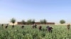د کوکنارو يوه کرونده