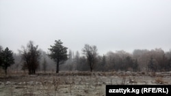 Ататүрк паркындагы кыйылган дарактар. 2011-жыл.