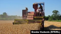 Žetva pšenice kod Kragujevca, 2021. godine