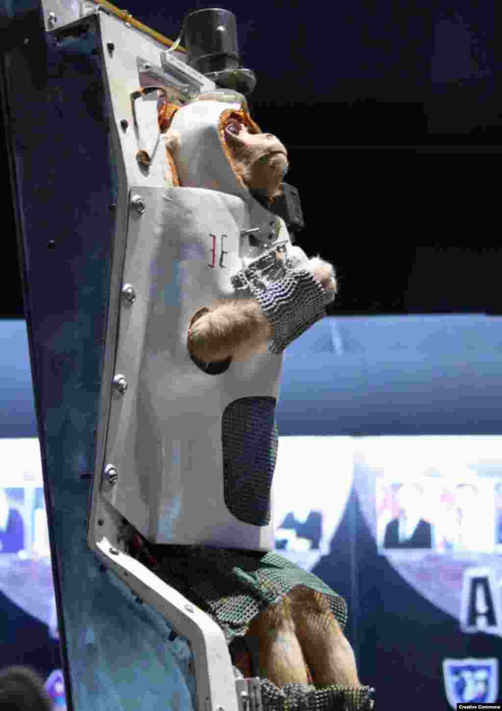 In May 1959, the United States' Able and Miss Baker were the first monkeys to successfully return to Earth after being in space. 