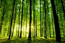 Вирубка лісу може бути законною, але невиправданою, вважають захисники довкілля