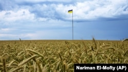 Український прапор на щоглі посеред пшеничного поля на Київщині. Літо 2022 року