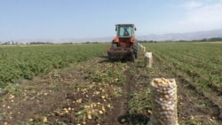 Բերքը վաճառել չկարողանալու պատճառով մեծմանթաշցիները երկընտրանքի առաջ են կարտոֆիլ ու գազար մշակելու հարցում
