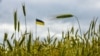 В уряді відреагували на заяви польського міністра не пустити Україну до ЄС через зерно