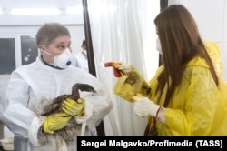 Žene čiste ulje sa velikog gnjurca u autopraonici koju su volonteri pretvorili u improvizovani centar za hitne slučajeve u selu Vitjazevo, decembar 2024.
