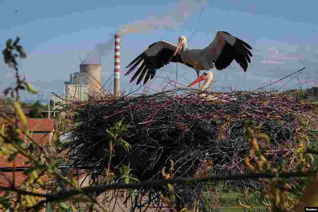 White storks tend to their nest near a coal-fired power plant in the town of Obilic, Kosovo.