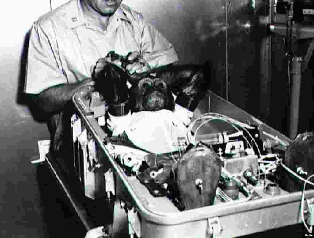 Enos, a chimpanzee, wears a space suit in his flight couch while being prepared for insertion in the United States's "Mercury-Atlas 5" capsule in 1961. Enos survived the mission.