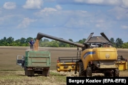 Під час завантаження щойно зібраної пшениці з комбайна у вантажівку, неподалік від Харкова, фото від 30 липня