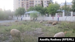 Bakı