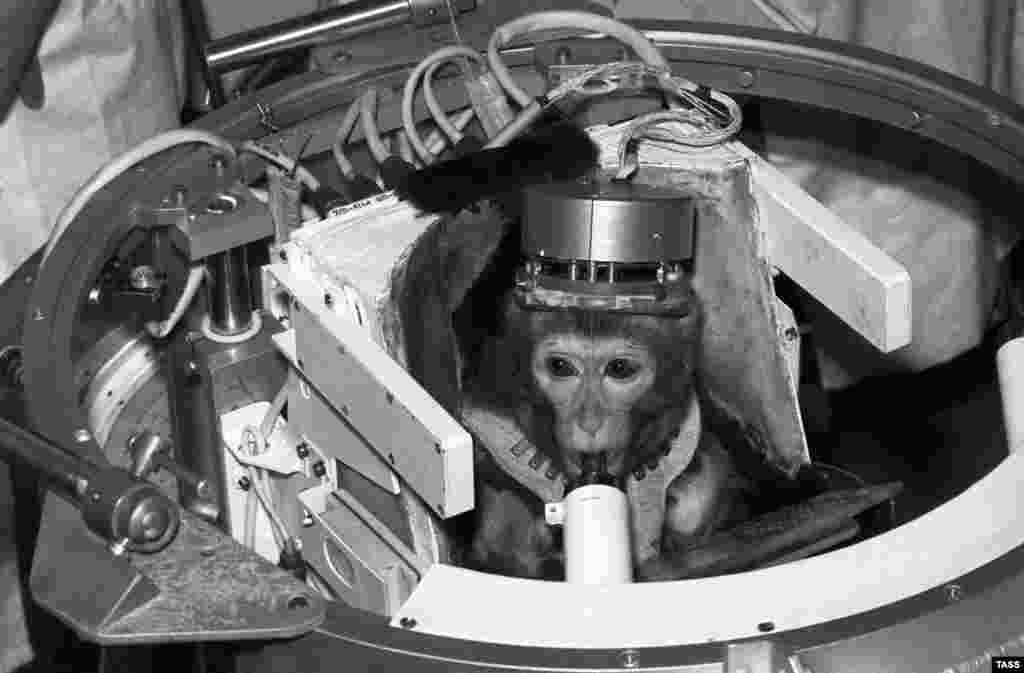 Soviet monkey Dryoma pictured in October 1989 during a pre-flight examination. After making it back safely to Earth, Dryoma was given to Cuban leader Fidel Castro.