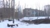 Шаар тургундары бактарды кыюуга каршы